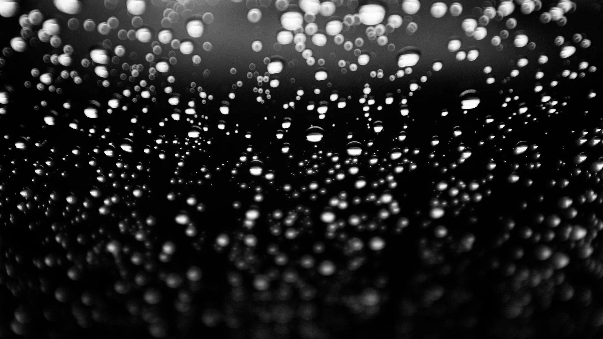 Quis auctor elit sed